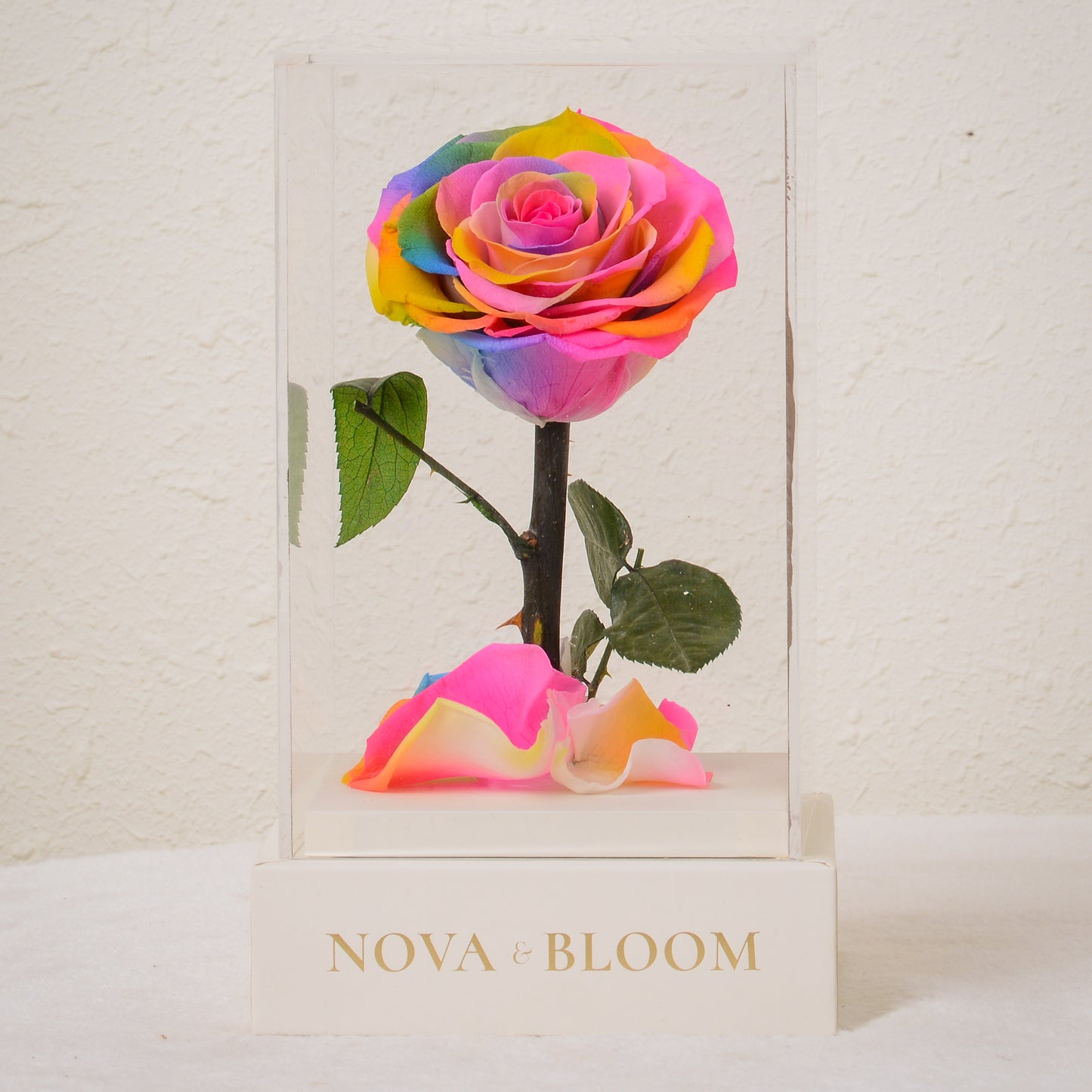 Single Stem Preserved Rose in Acrylic Box - Rainbow Rose - Front View