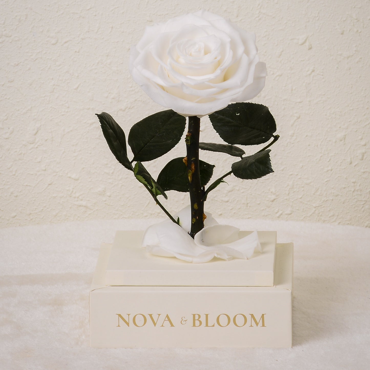 Single Stem Preserved Rose in Acrylic Box - White Rose - Front View Without Cover