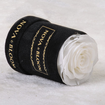 Single Black Velvet Round - White Preserved Rose - Side View