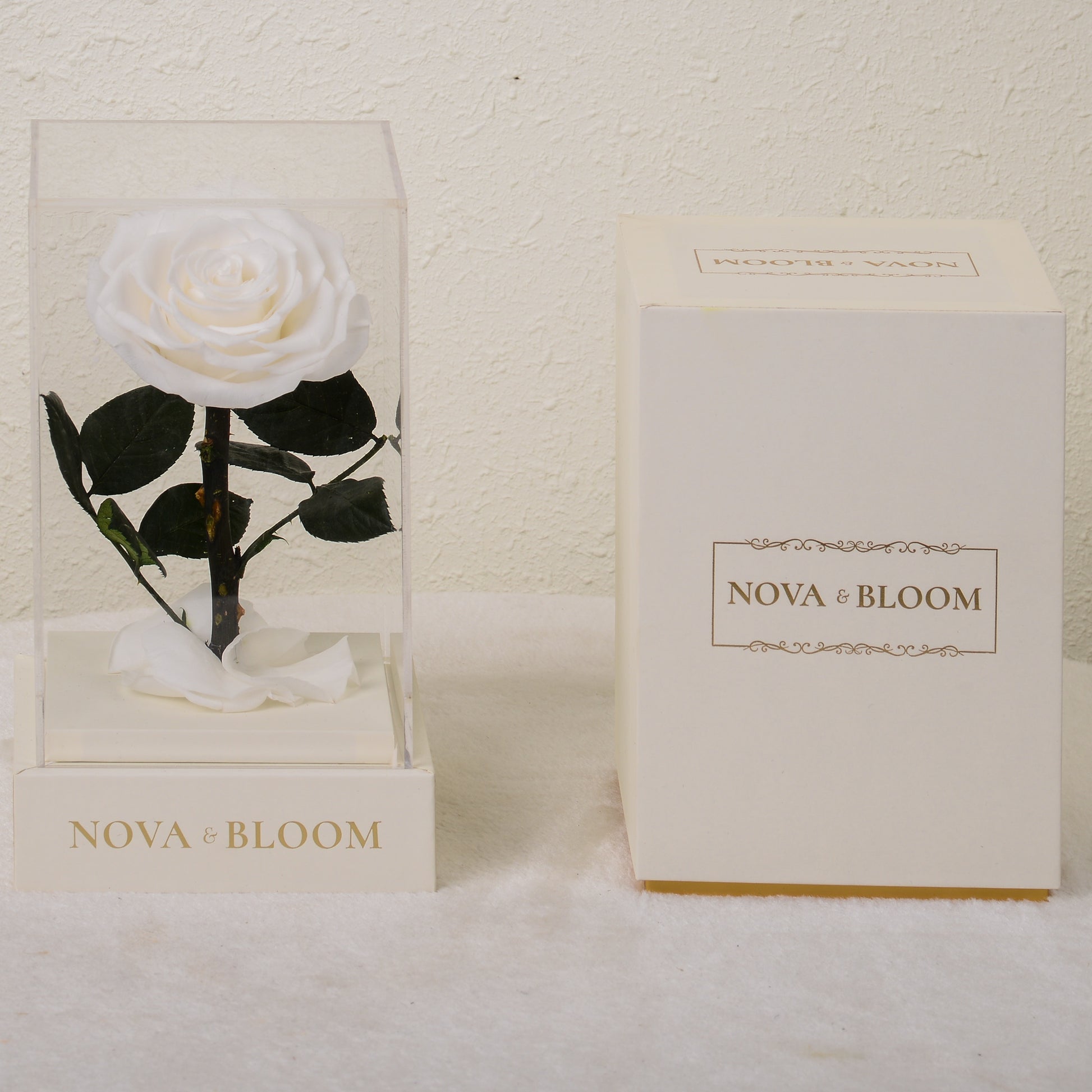 Single Stem Preserved Rose in Acrylic Box - White Rose - Front View WIth Box