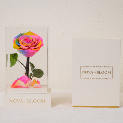 Single Stem Preserved Rose in Acrylic Box - Rainbow Rose - Front View With Box