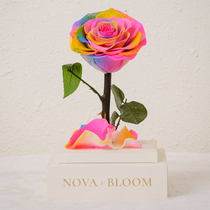 Single Stem Preserved Rose in Acrylic Box - Rainbow Rose - Front View Without Cover