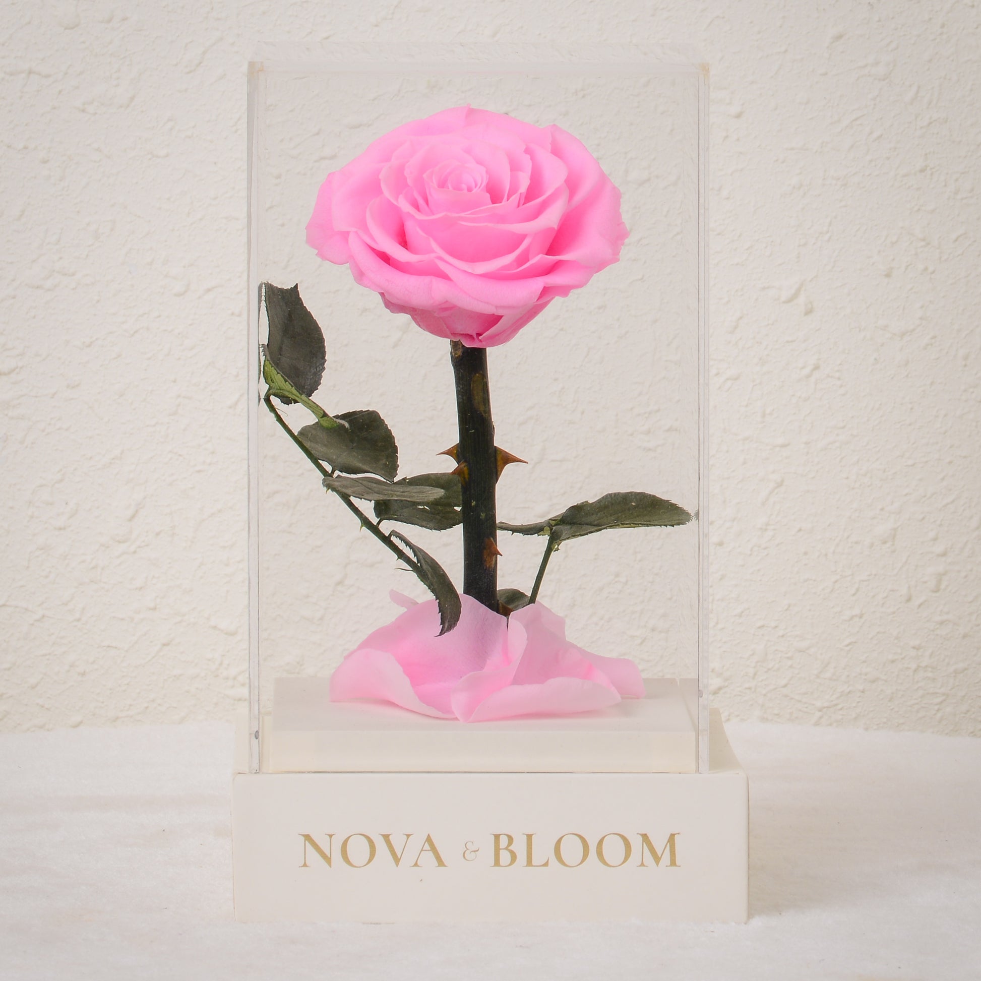 Single Stem Preserved Rose in Acrylic Box - Lavender Pink - Front View