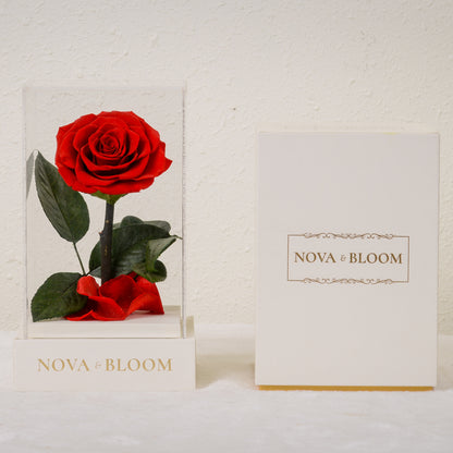 Single Stem Preserved Rose in Acrylic Box - Red Rose - Front View With Box