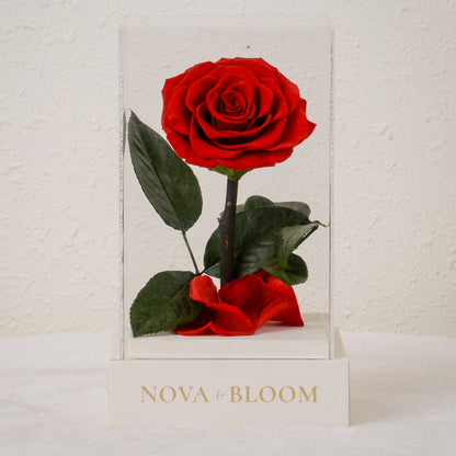 Single Stem Preserved Rose in Acrylic Box - Red Rose - Front View 