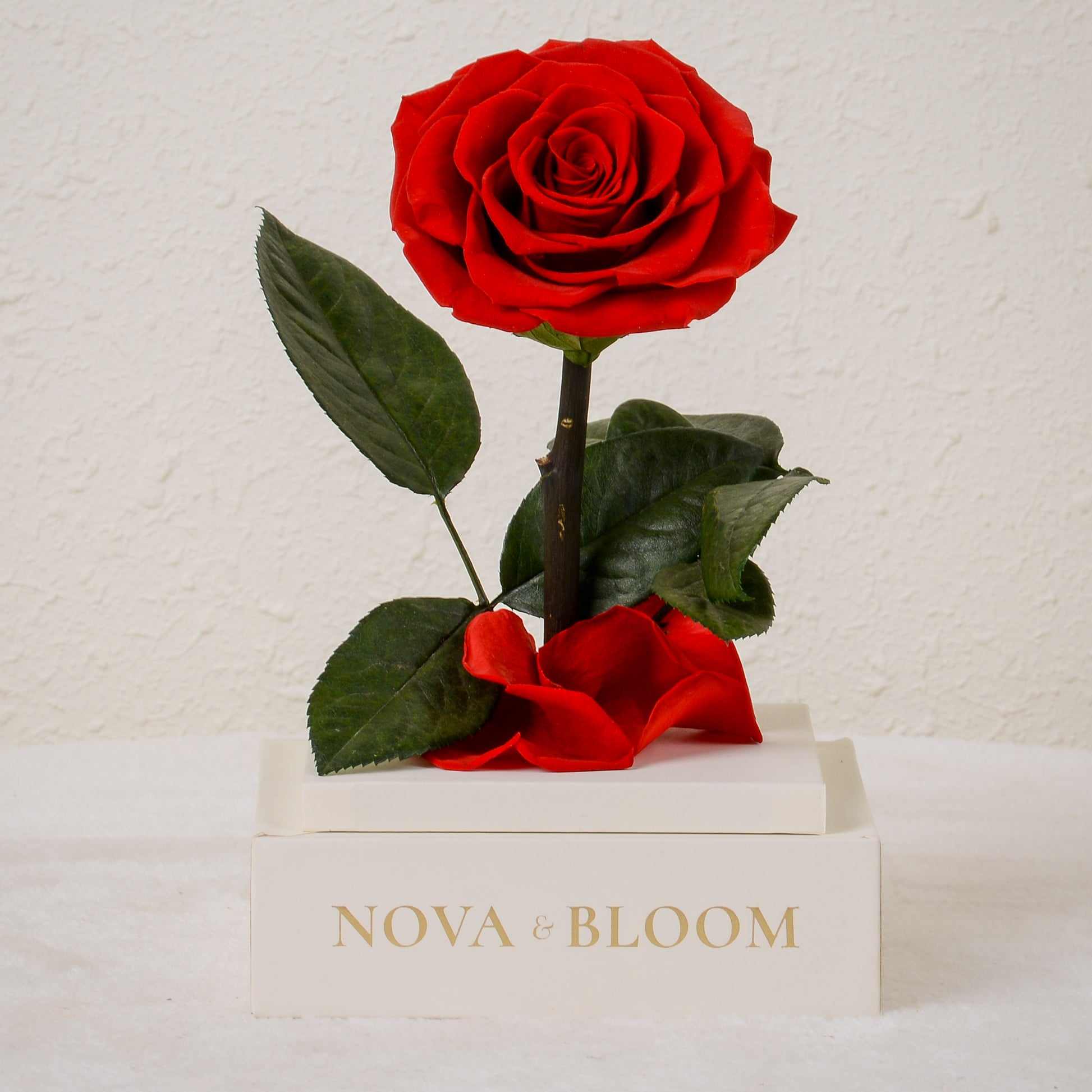 Single Stem Preserved Rose in Acrylic Box - Red Rose - Front View Without Cover